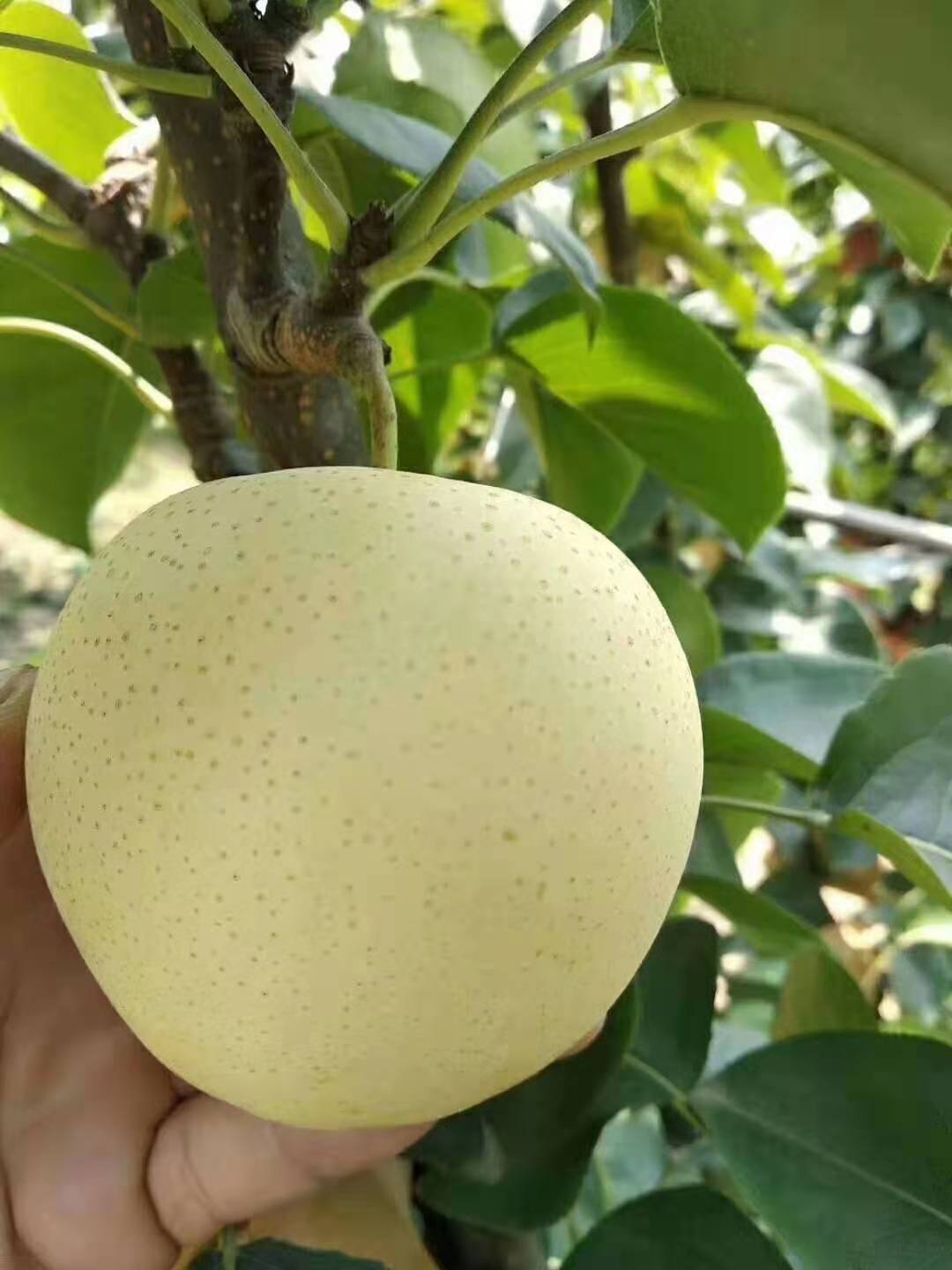 黄金梨,梨的一个品种,落叶乔木,由韩国园艺试验场罗州支场于二十世纪