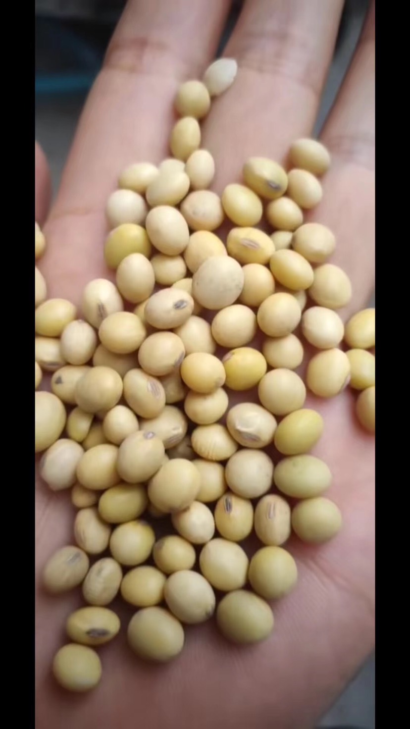 乌拉圭大豆特级大豆,颜色好,出奖率高,性价比超高的大豆