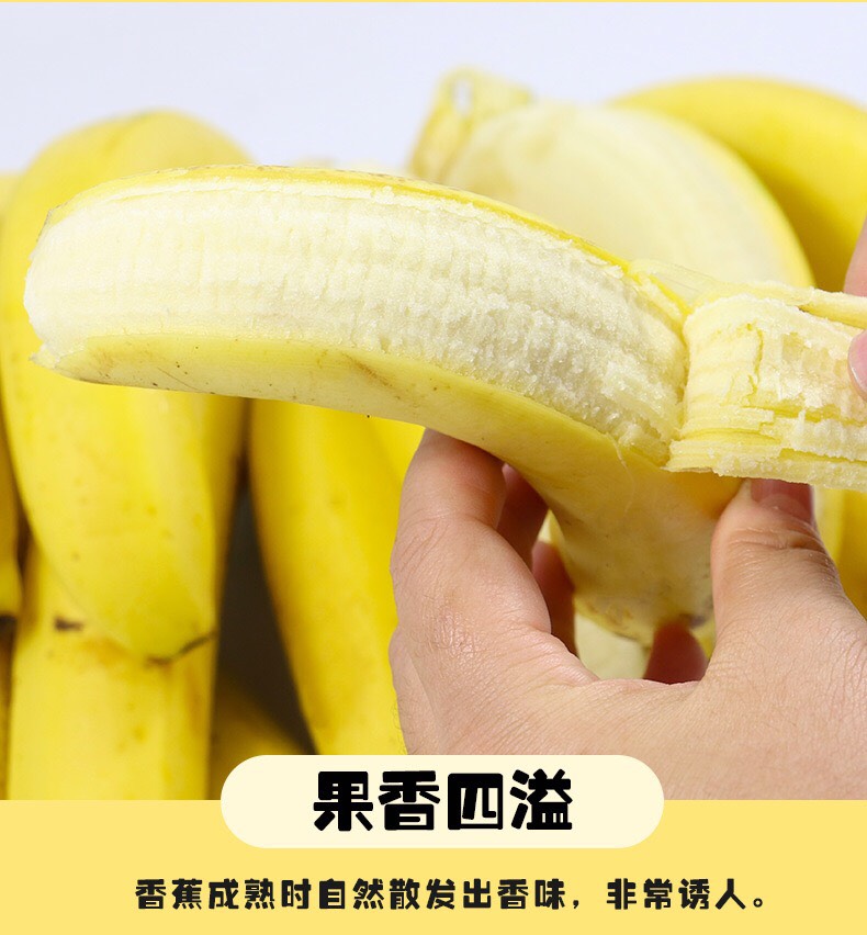 广西香蕉 皇帝蕉 新鲜小米蕉 新鲜当季水果现砍现发原产地直供