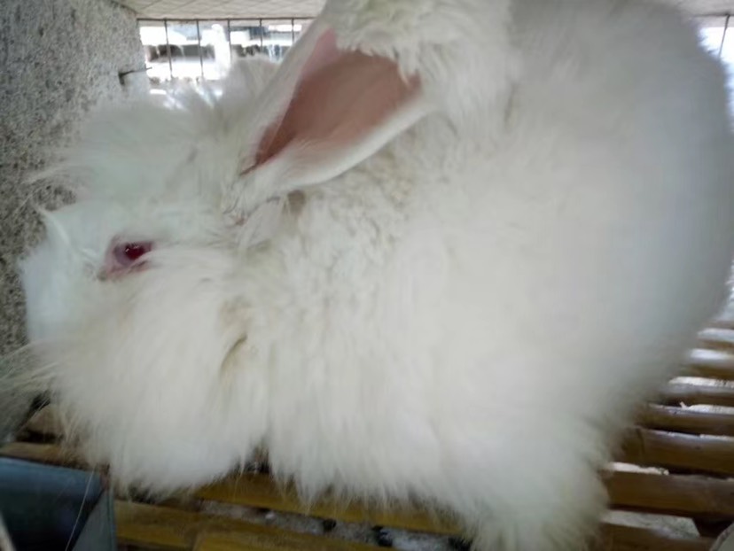 巨型安哥拉长毛兔种兔