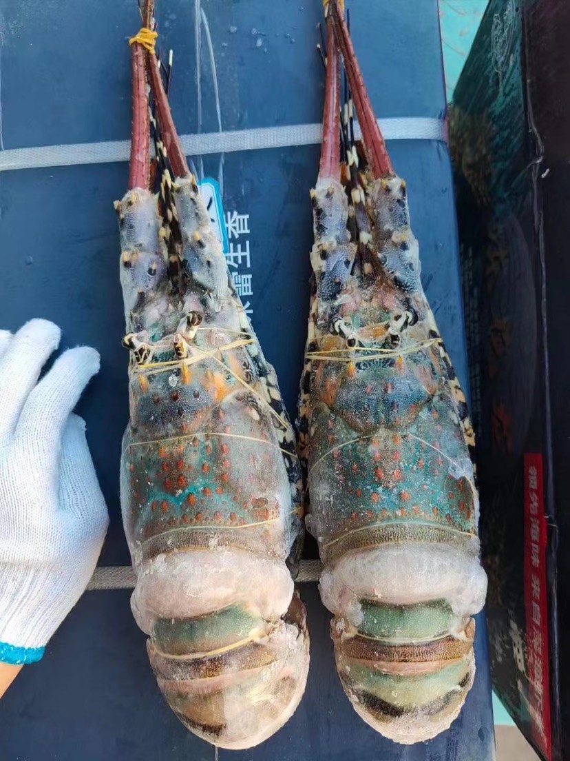 一只商品详情成活率:青龙食品工艺:水产生长环境:海水品种名:澳洲龙虾