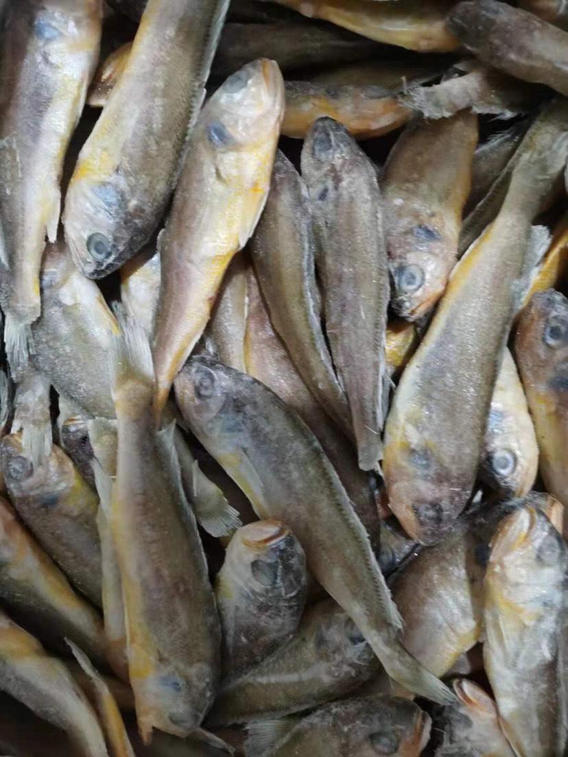 一般食品工艺:水产生长环境:海水品种名:小黄鱼商品属性