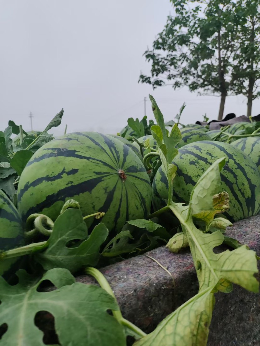 美都西瓜  精品麒麟瓜,美都 产地直供 ,一级货源