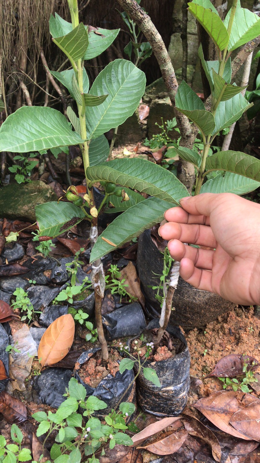 台湾番石榴苗 供应果苗番石榴苗珍珠番石榴苗芭乐苗西瓜芭乐苗红宝石