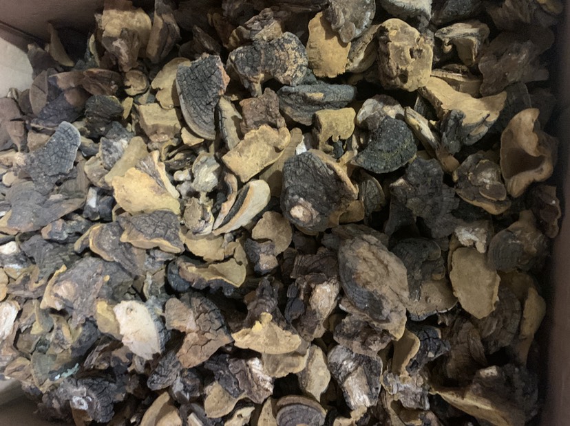 中药材桑黄,桑黄菌,多孔菌科真菌500克