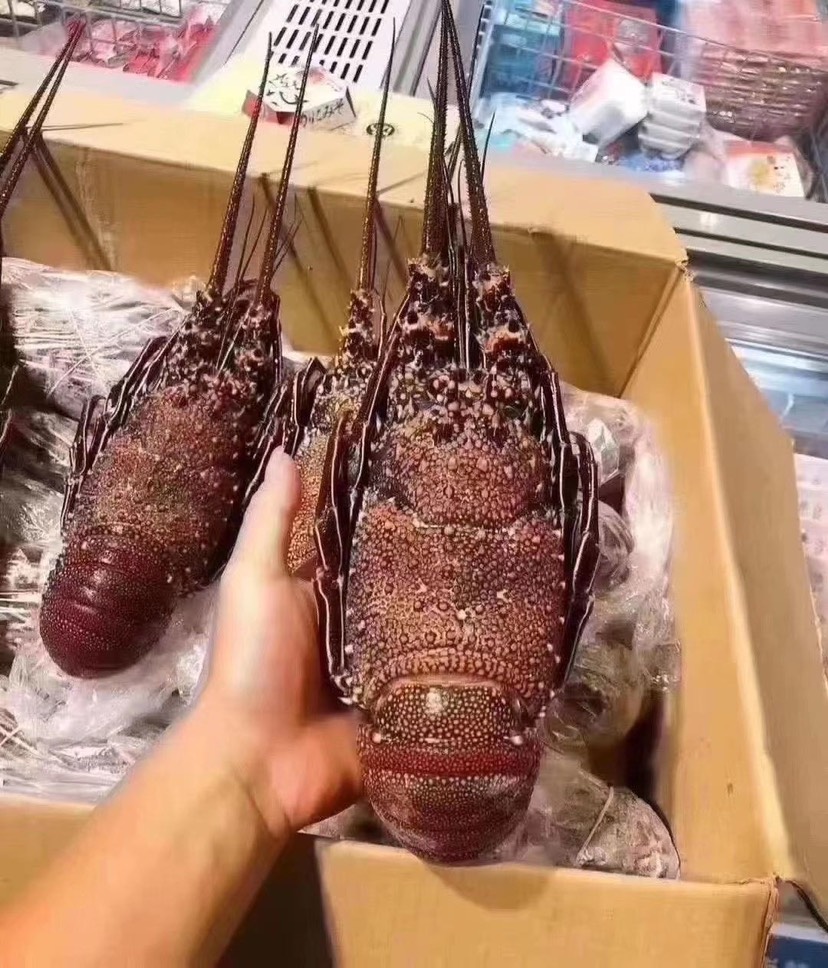 澳洲龙虾  红龙虾