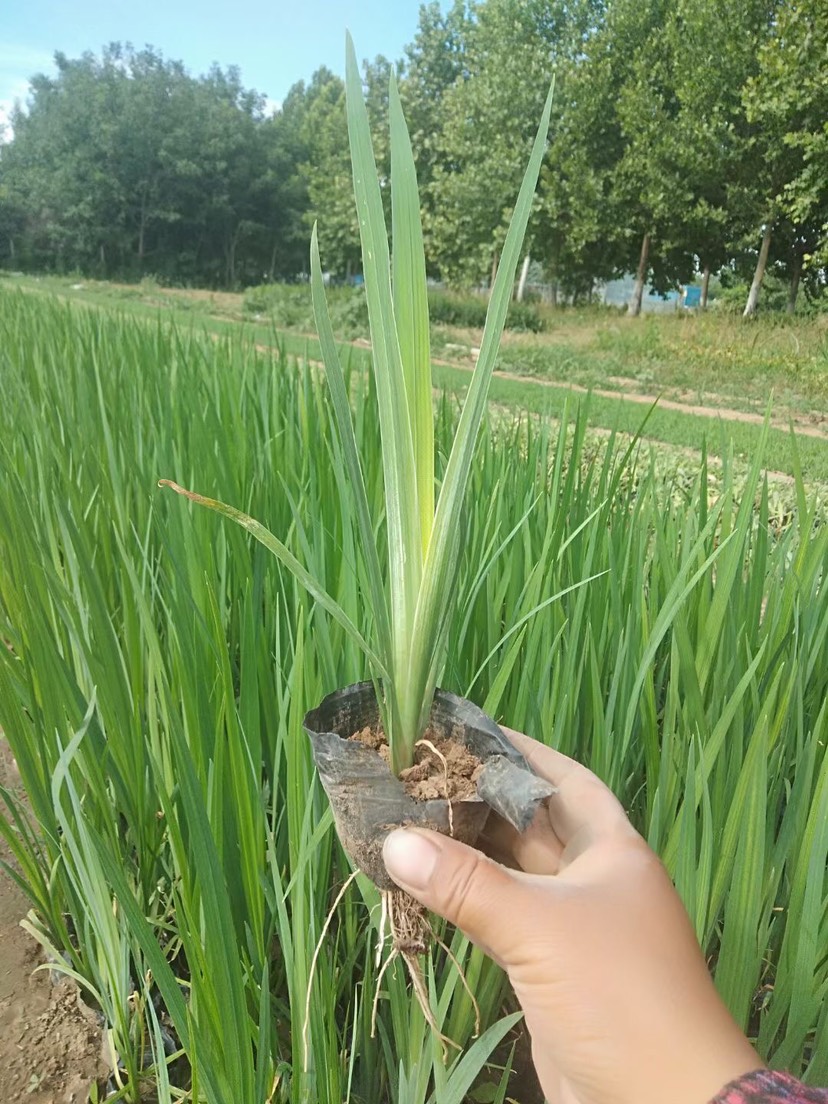 水生鸢尾 紫花鸢尾 鸢尾杯苗50万盆大量上市 基地直销 批发