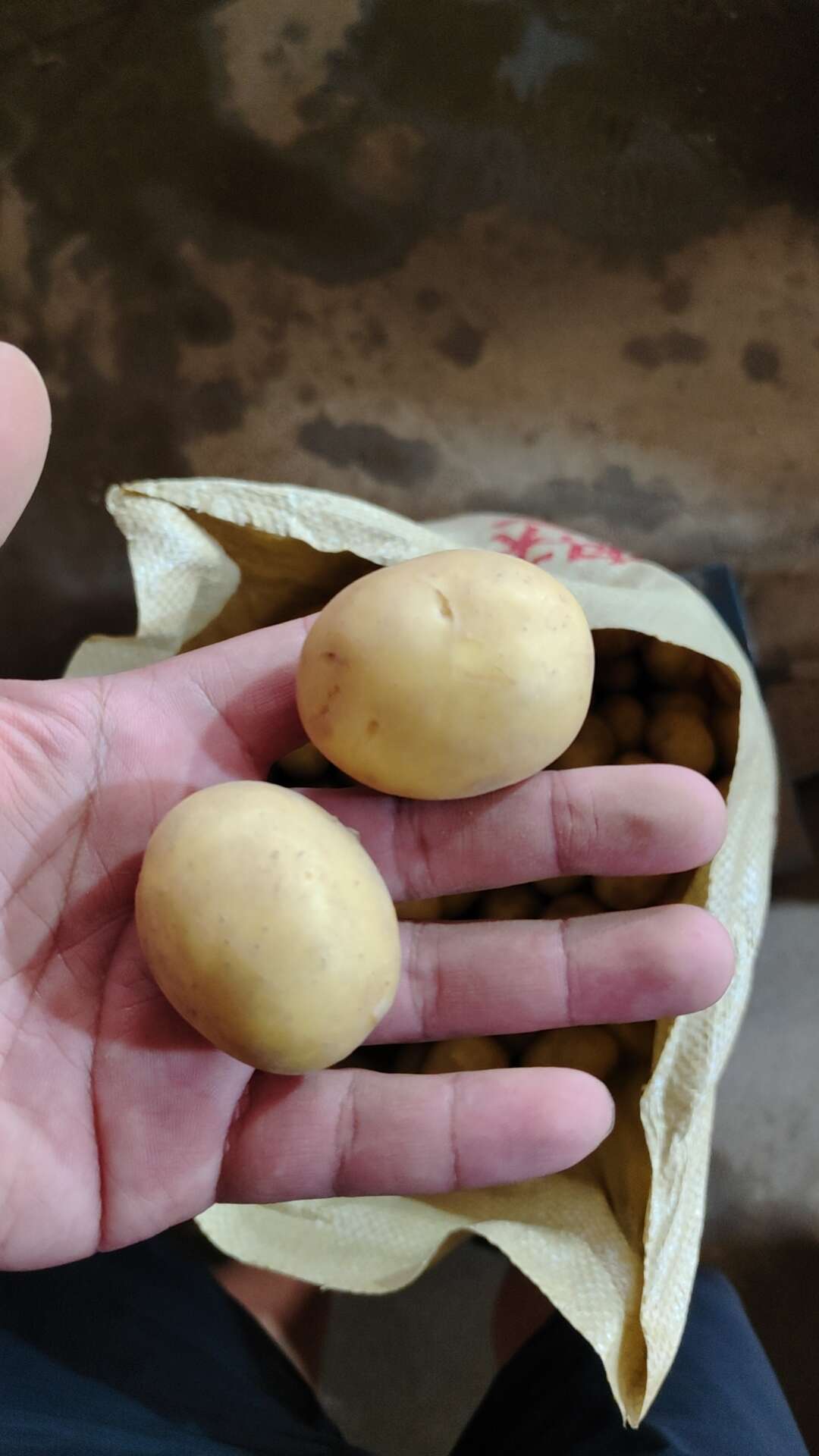 专业大量油炸迷你土豆迷你马铃薯迷你小土豆迷你小洋芋供应批发