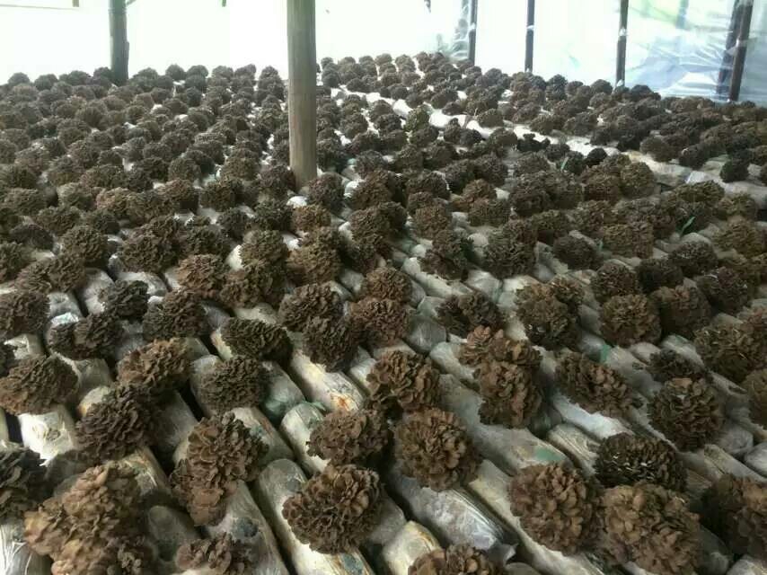 [灰树花批发]灰树花价格52元/包 - 惠农网
