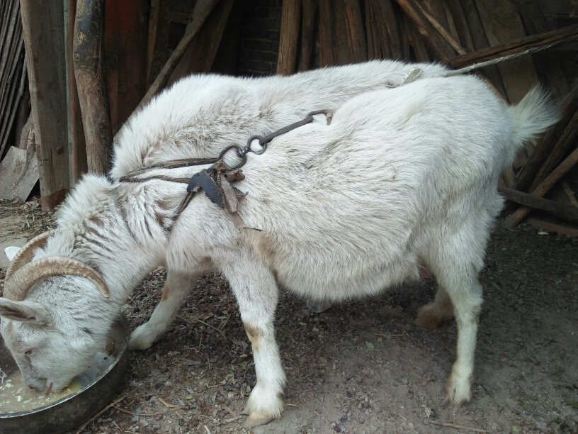 奶山羊 80-110斤