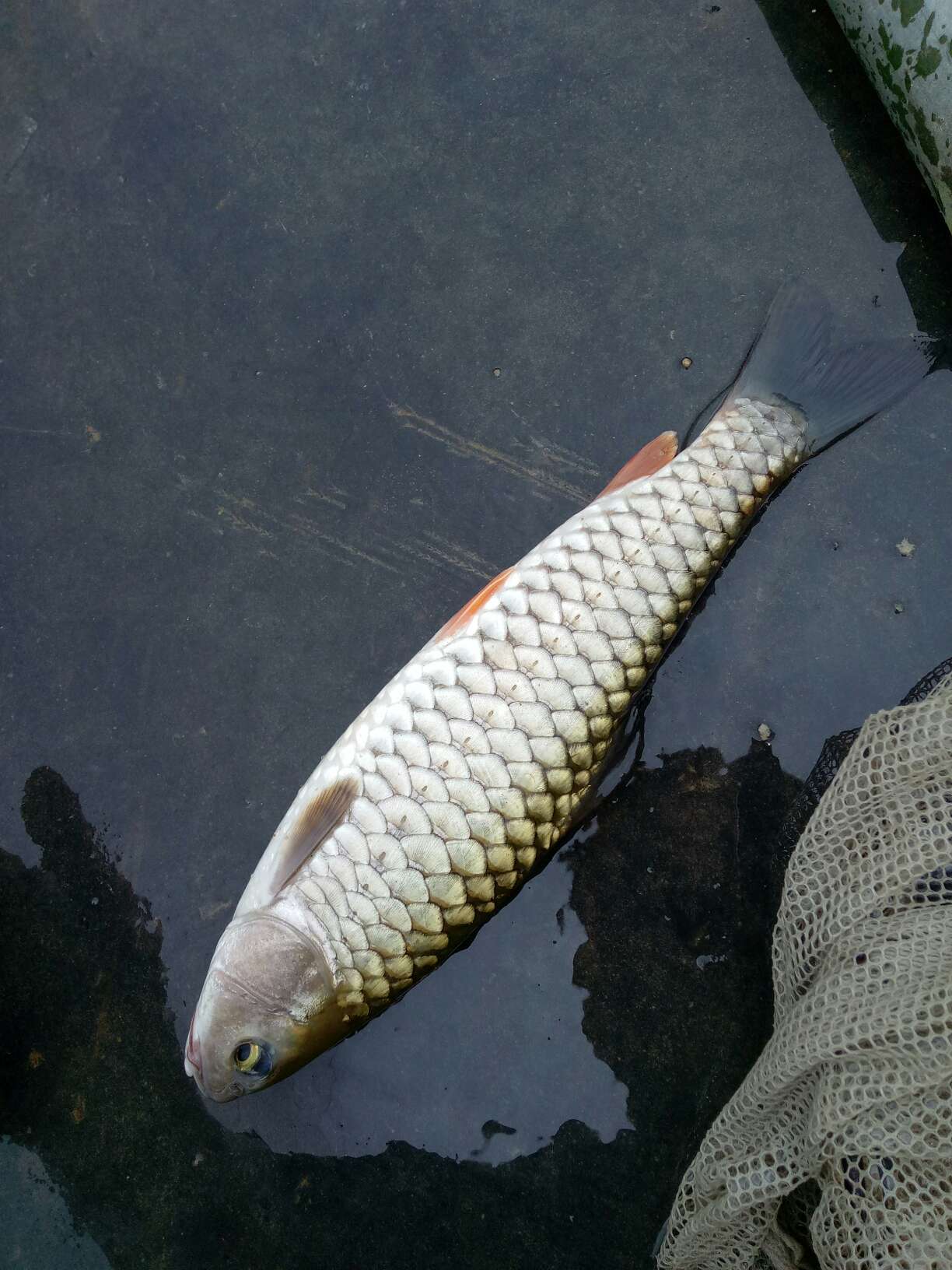 光倒刺鲃