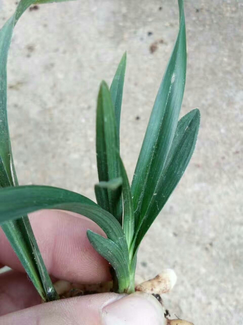 春剑兰花 含盆