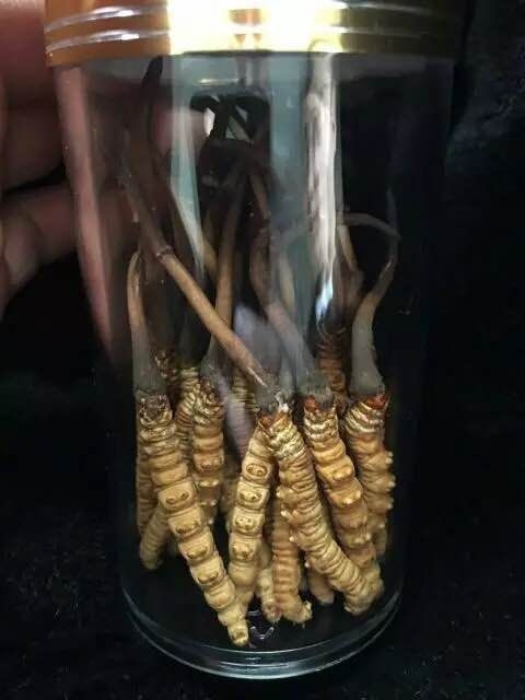 冬虫夏草