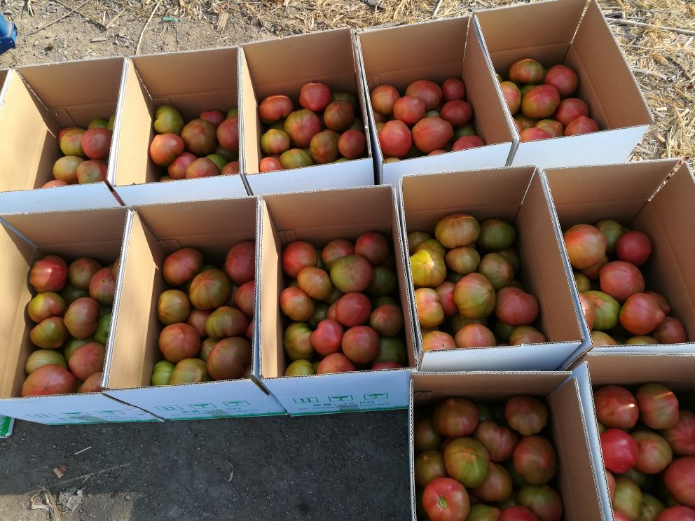 大红番茄108 欢坨一线西红柿 原产地批发