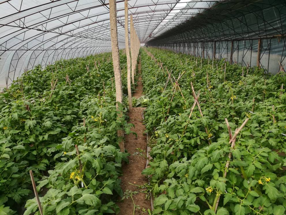 大红番茄108 欢坨一线西红柿 原产地批发