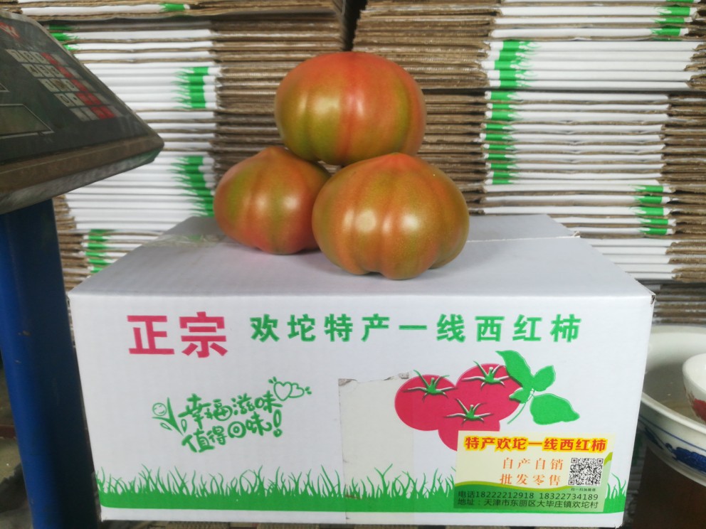 大红番茄108 欢坨一线西红柿 原产地批发