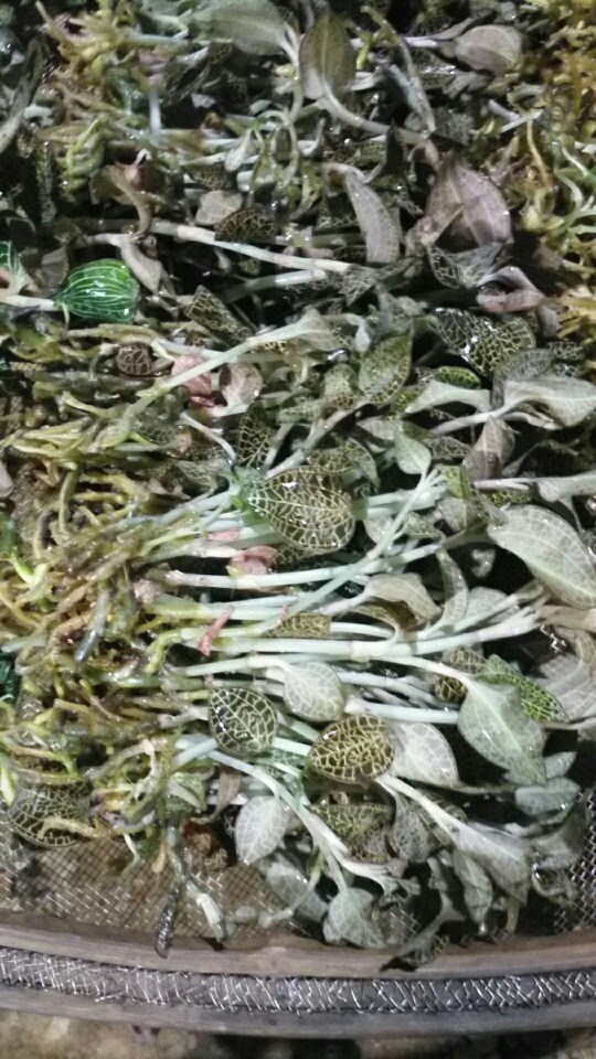 金线莲种子