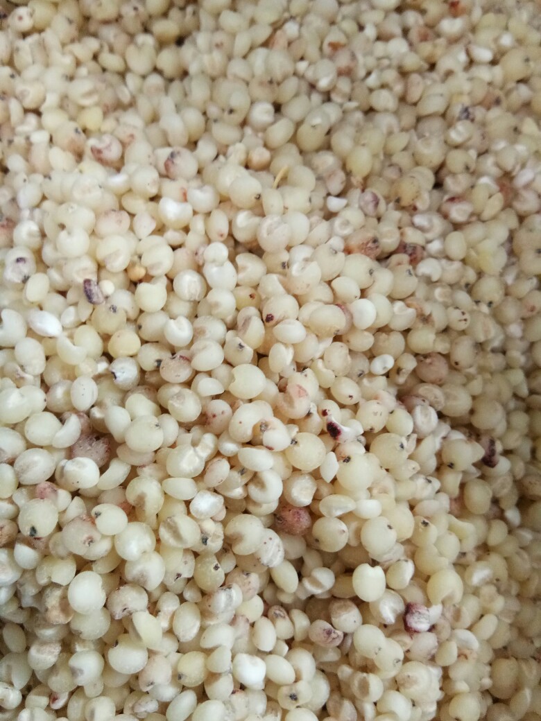 高粱米脱皮高粱米干净颗粒饱满