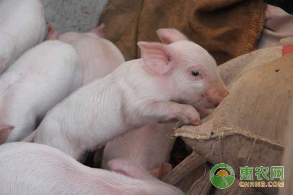 母猪不吃食怎么办提高母猪采食量的方法