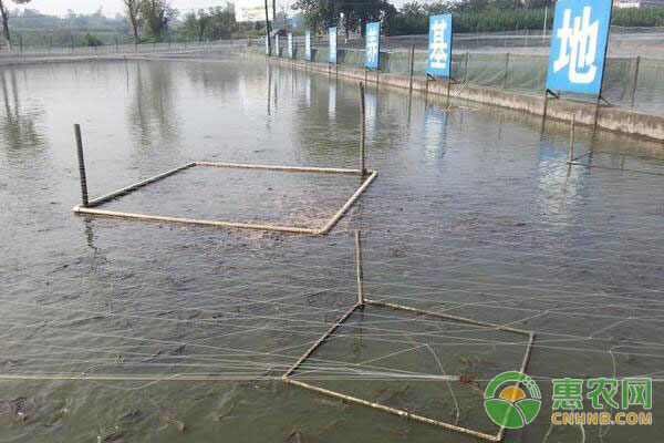 泥鳅养殖技术泥鳅池塘怎么建