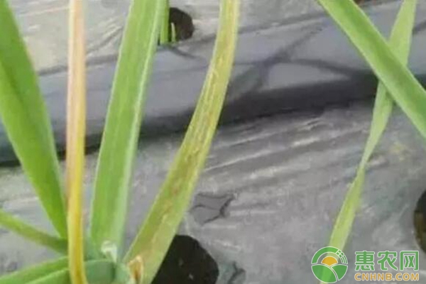 10种大蒜常见病害的区分与识别建议收藏