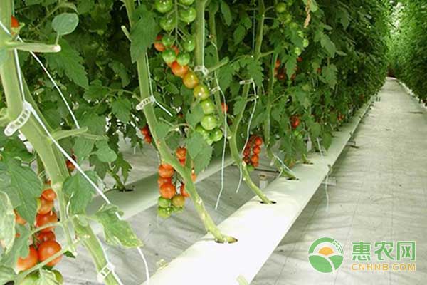 番茄怎么无*栽培？番茄无*栽培技术