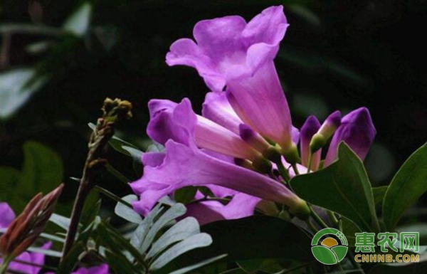 藤蔓植物有哪些?6种常见开花藤蔓大盘点