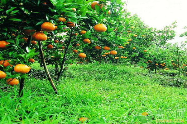 果园水果种植密度和株行距该如何选择