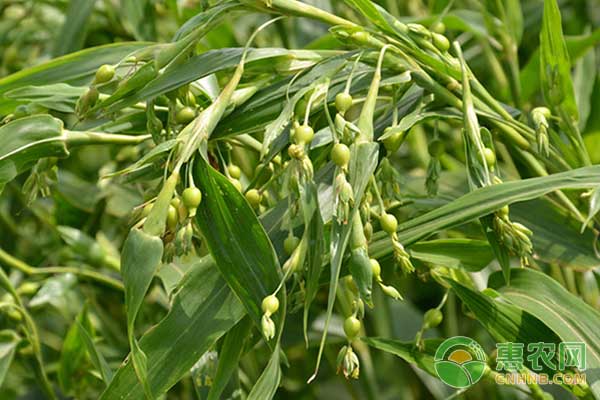 薏米种植技术及价格行情分析