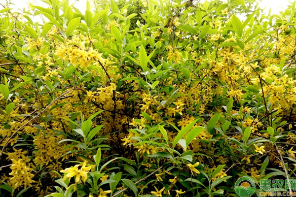 连翘种植栽培技巧