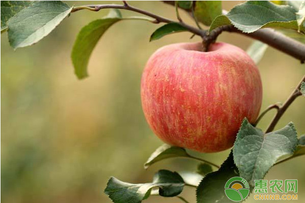 苹果树矮化密植栽培有哪些优势？苹果树矮化密植栽培要点介绍