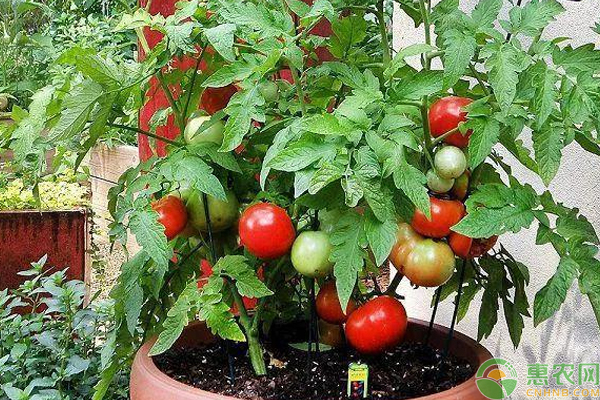 盆栽番茄种植需要注意什么?盆栽番茄种植的13个技巧