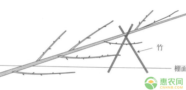 棚架梨树体结构搭建及树形培养技术