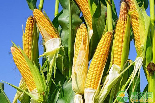 为什么现在的玉米都不抗旱了？有什么解决方法？