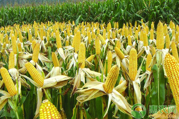 为什么现在的玉米都不抗旱了？有什么解决方法？