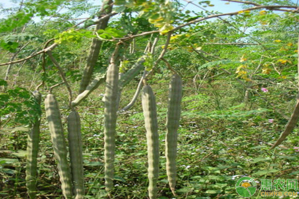 辣木树药用价值有哪些怎么种附种植方法