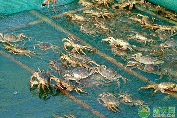 高邮湖大闸蟹产量_大闸蟹产量减少_阳澄湖大闸蟹一年产量