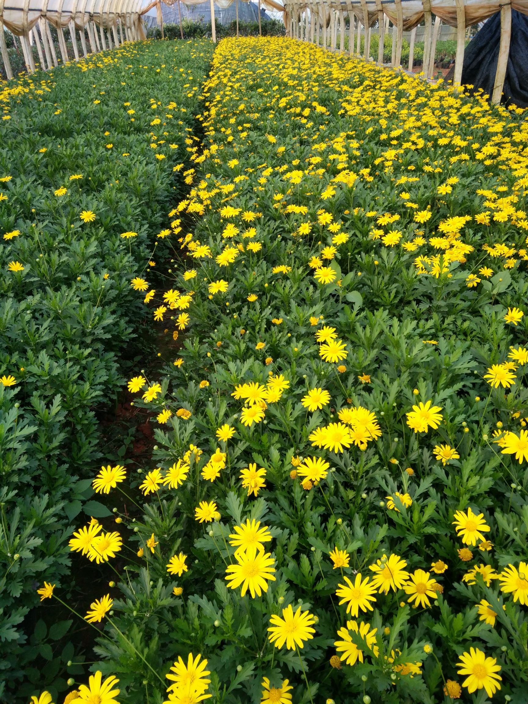 木春菊苗木春菊云南省昆明市苗木基地批发直销