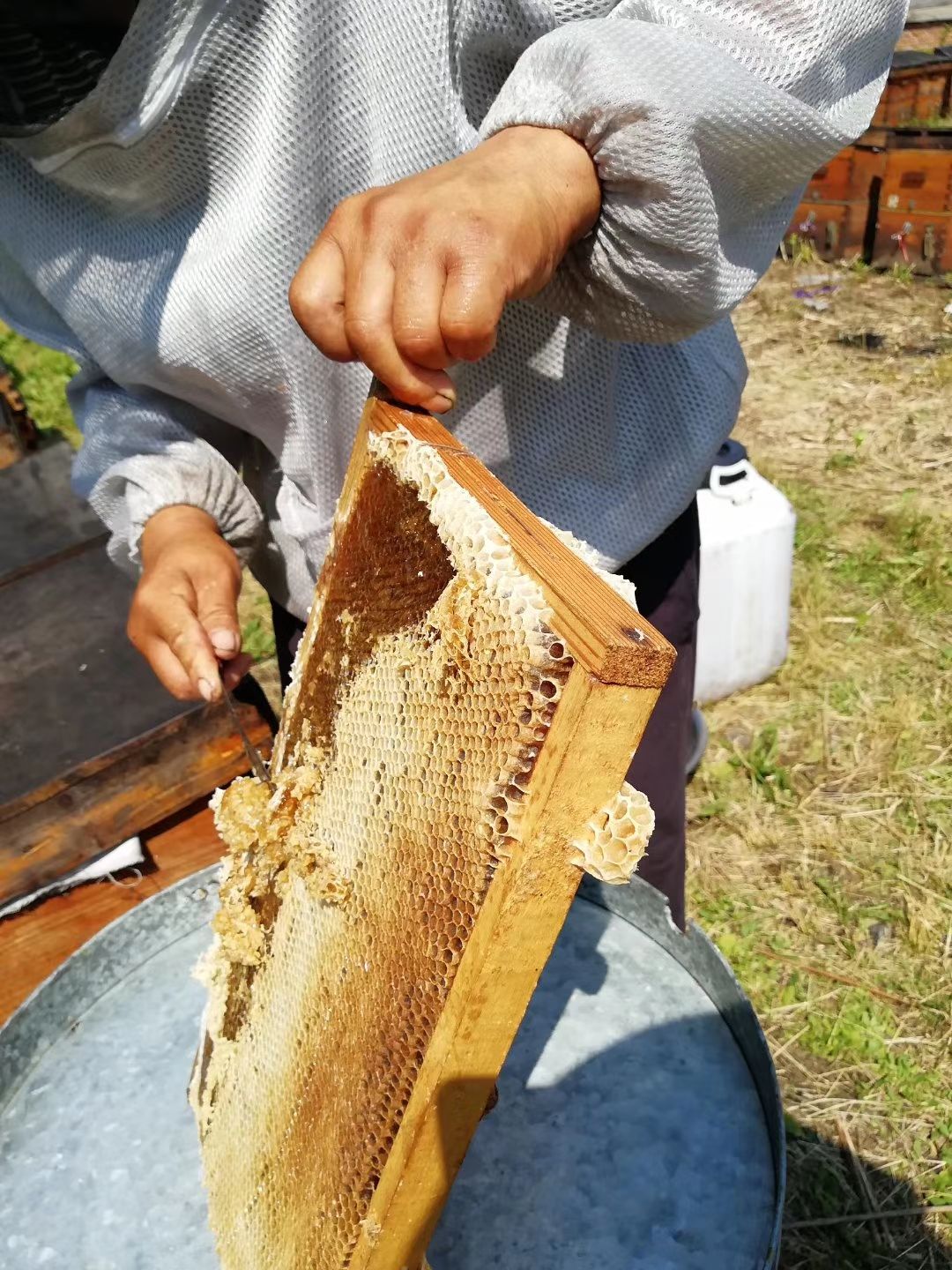 椴树蜜 封盖蜜,北方蜂螨虫少,不喷杀虫剂