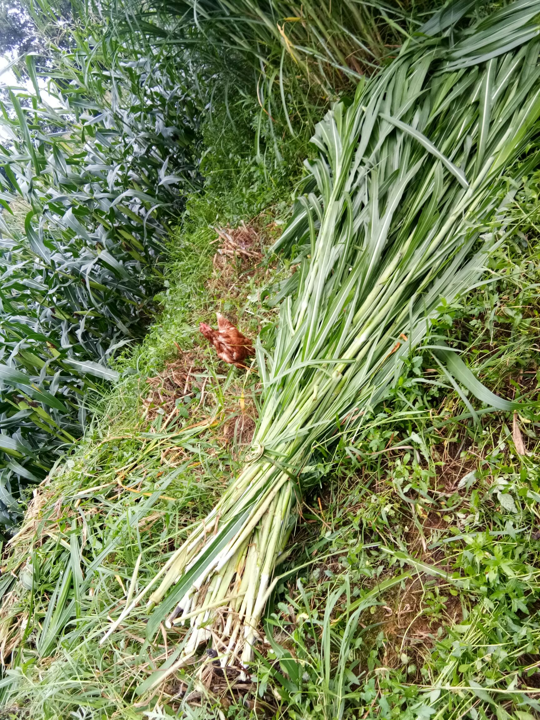 甜象草黄竹草种节