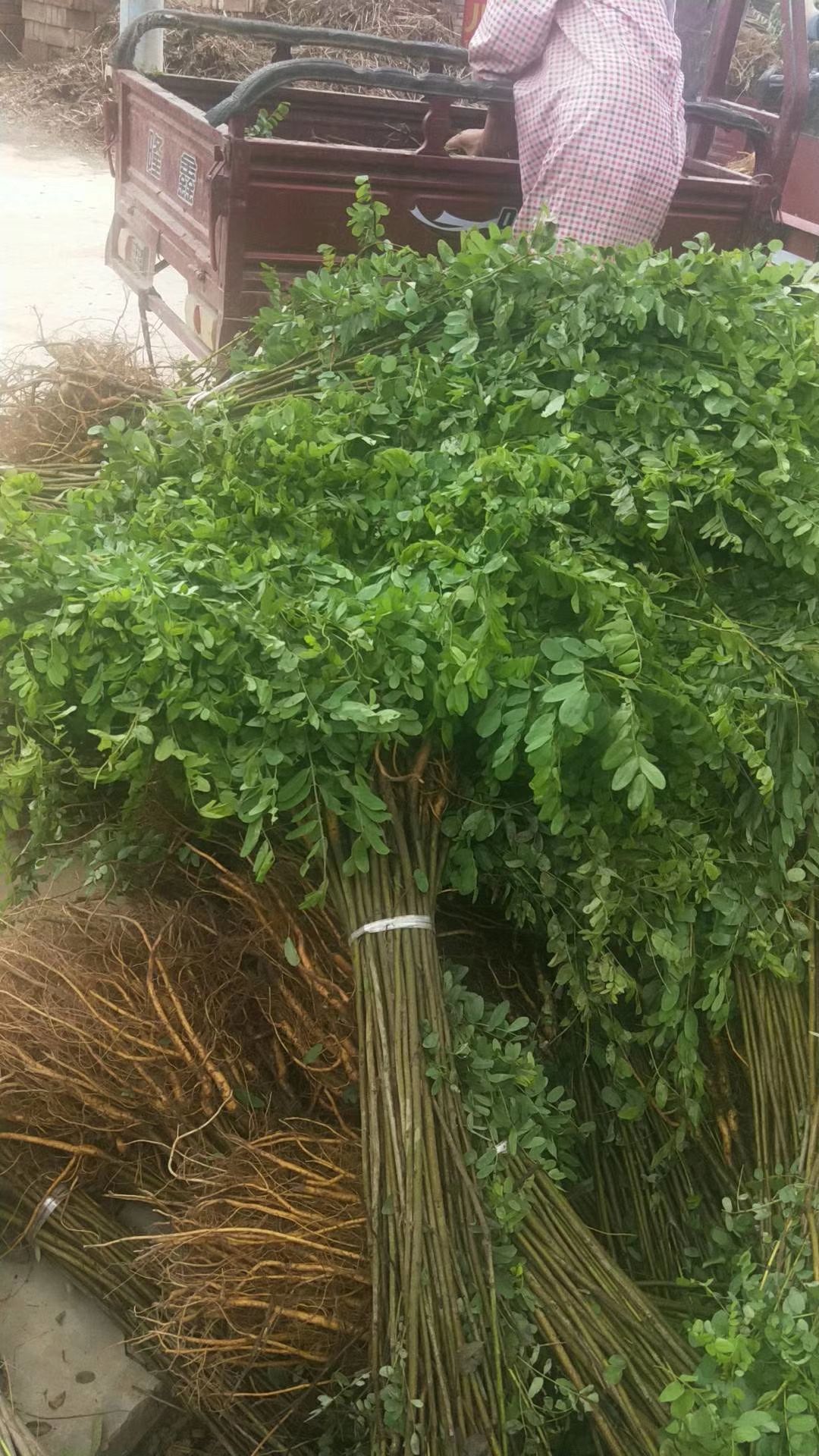 主营:紫穗槐苗