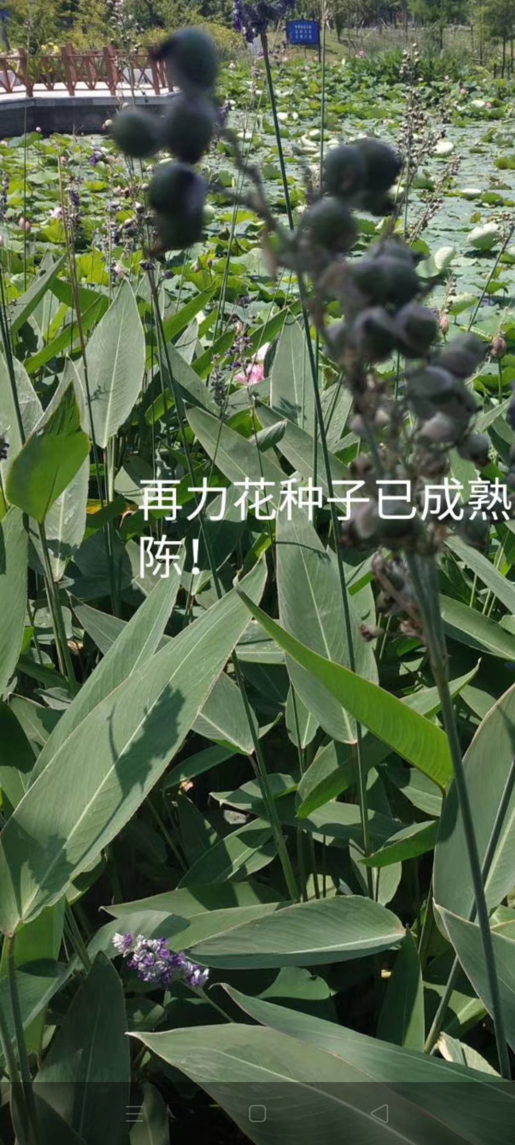 再力花种子现货有售新种子上市