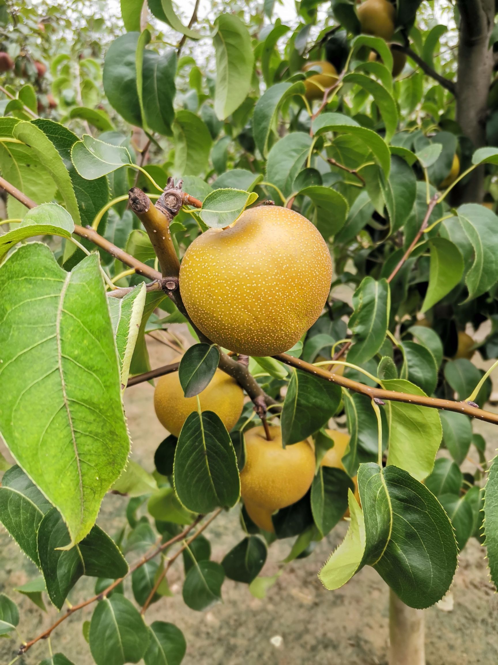 品种名:圆黄梨 果径:75mm以上 单个重:250-300g 货品包装:光