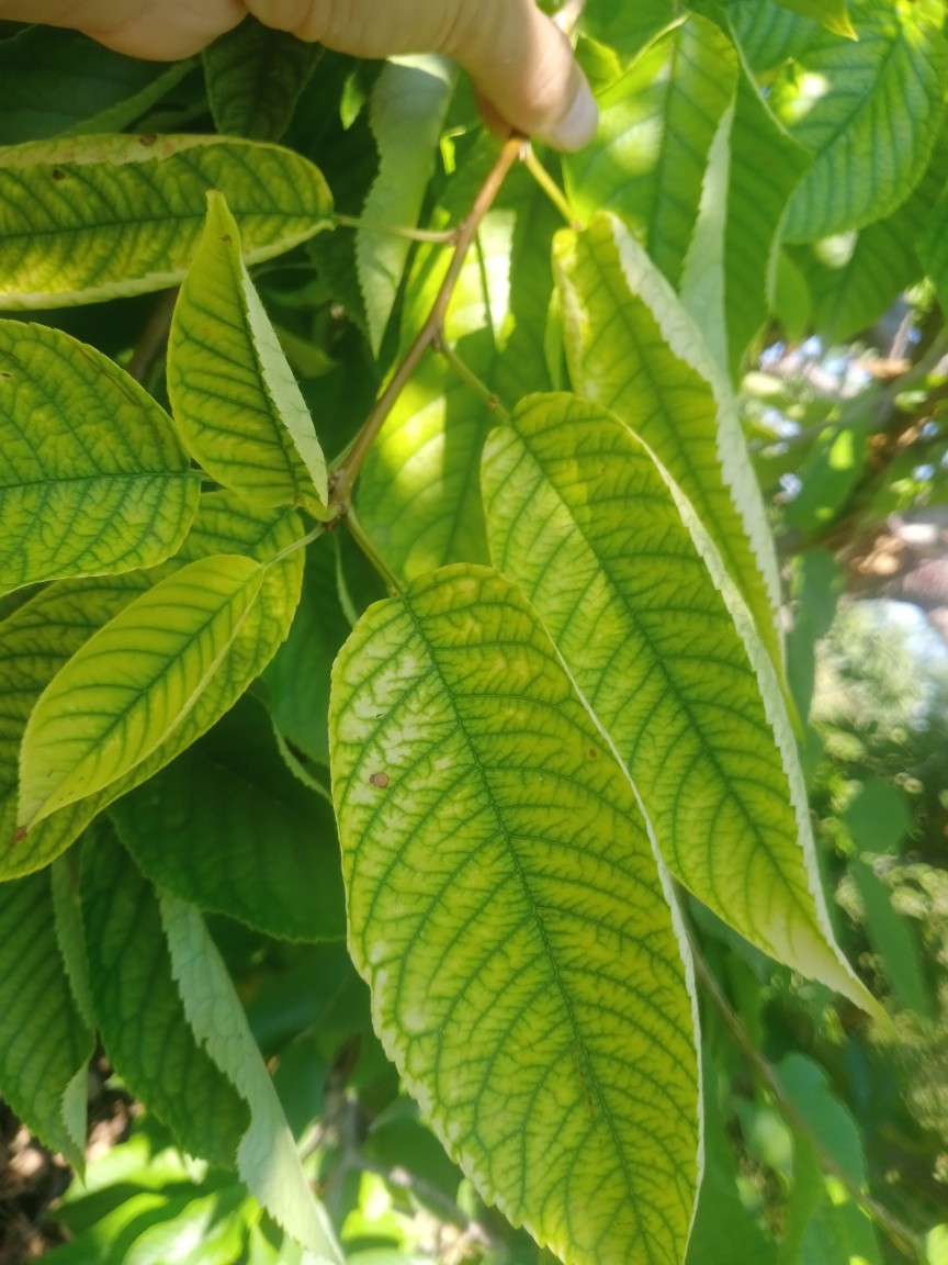 你好,我去年上冬前席的山樱桃,现在长的很好,请问几年