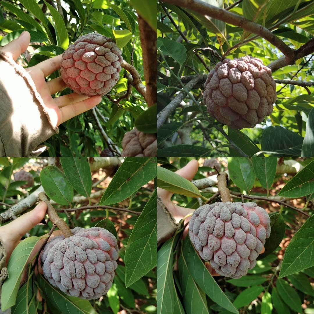 红释迦果台湾品种玫瑰红新加坡引进现摘现发顺丰包邮孕妇食用