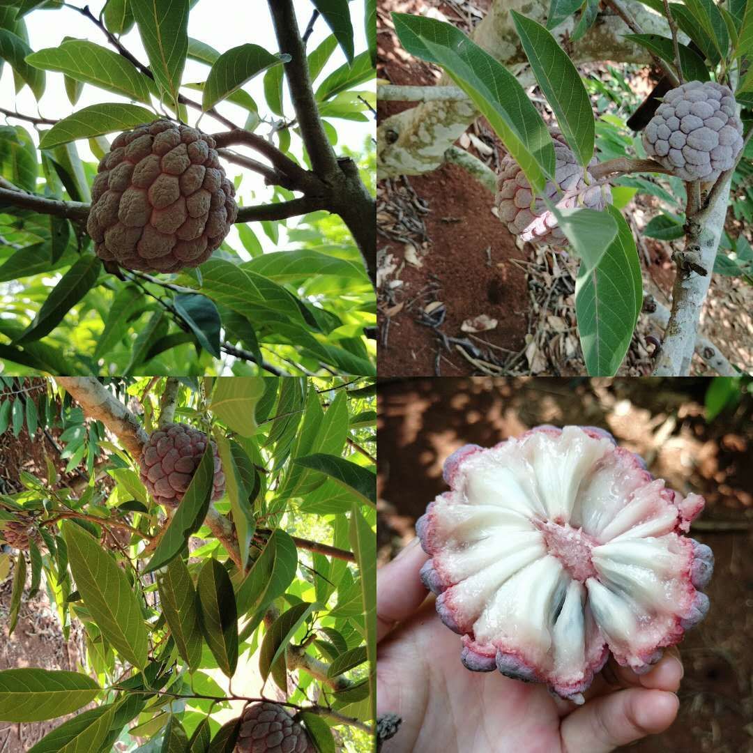 红释迦果台湾品种玫瑰红新加坡引进现摘现发顺丰包邮孕妇食用