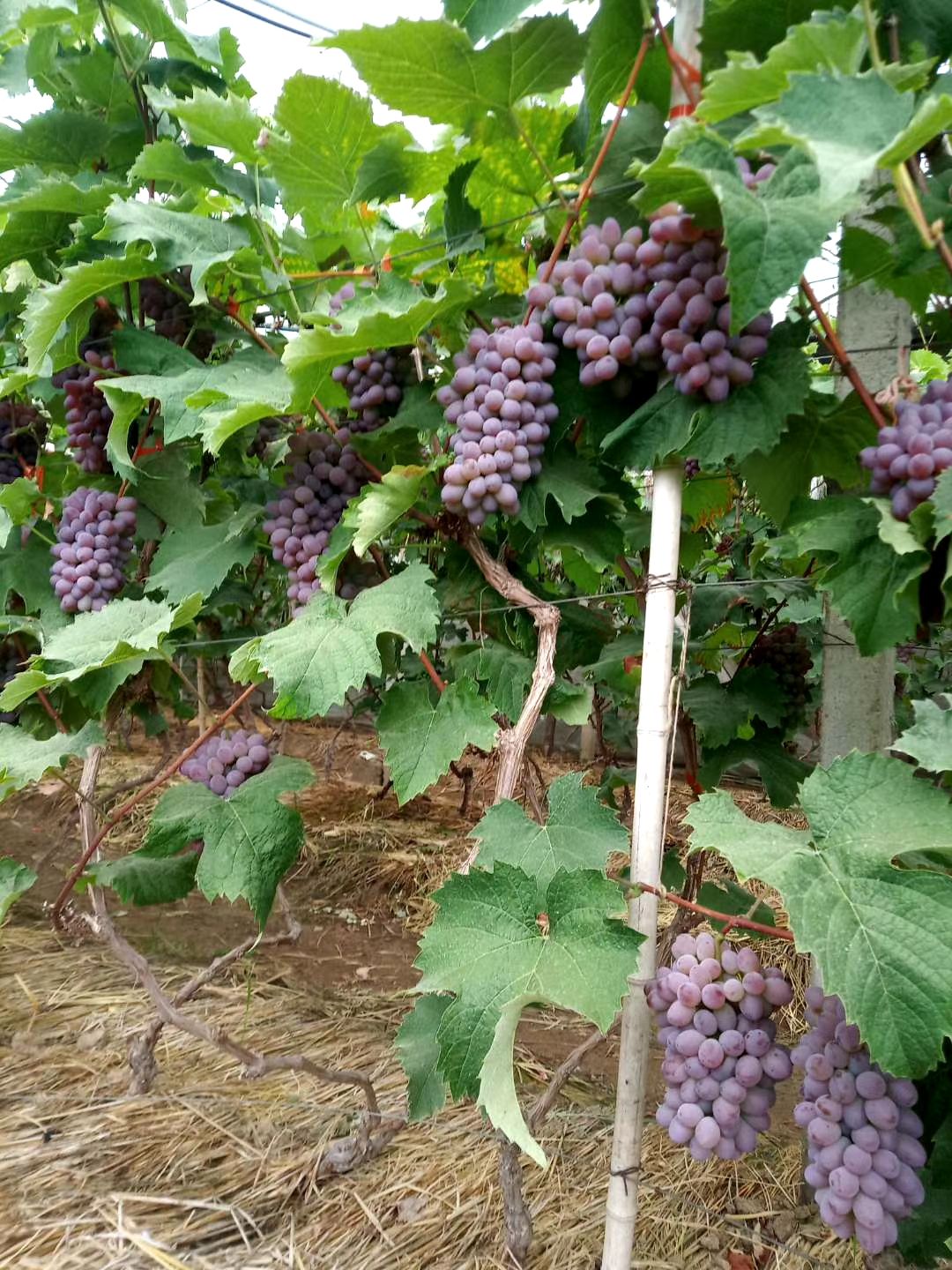 大连庄河市茉莉香葡萄57月大量上市有需要的可与我联系