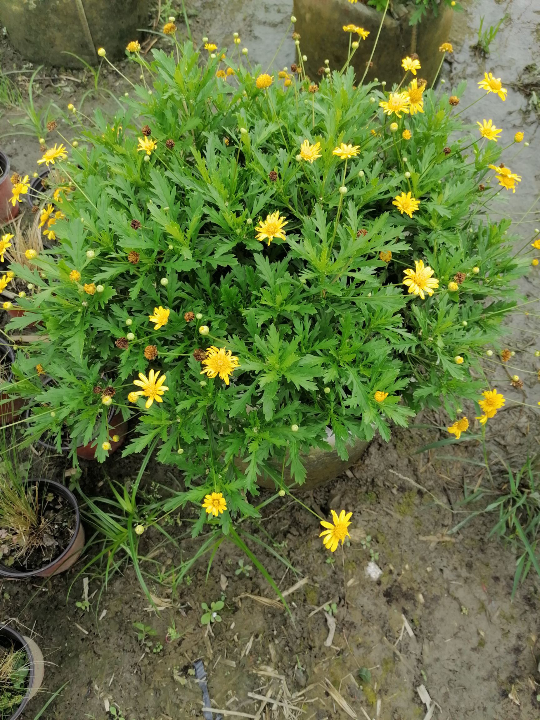 木春菊苗 木春菊