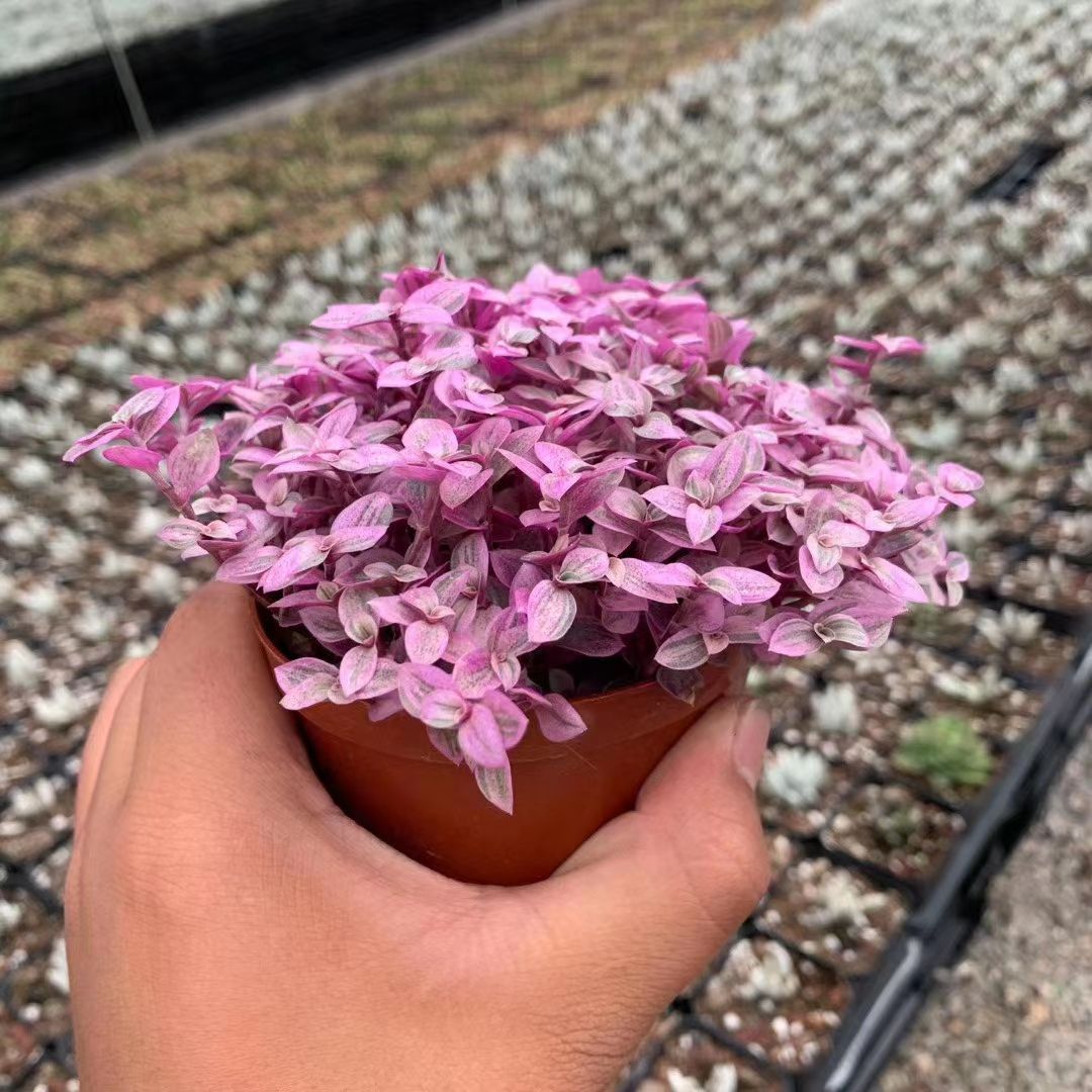 胭脂云群多肉植物云南多肉植物花卉超萌多肉老桩新款多肉