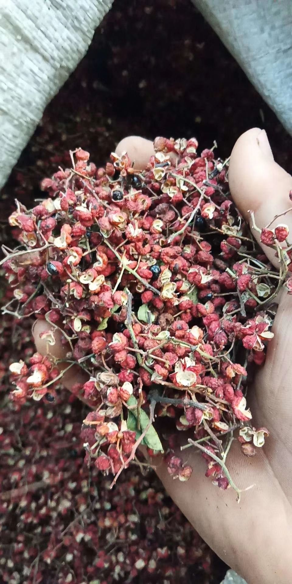 万亩花椒园欢迎你,大红袍花椒皮厚色鲜,颗粒大味麻.